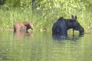 Moose-Bear-Humpback Whale Wildlife Program