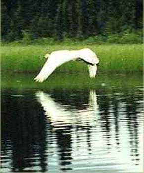 Flying Swan