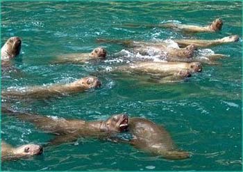 Sea Lions