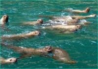 Sea Lions