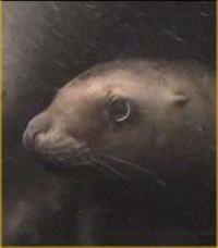 Sea Lion