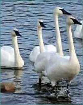 Swans